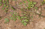 Southern marsh yellowcress